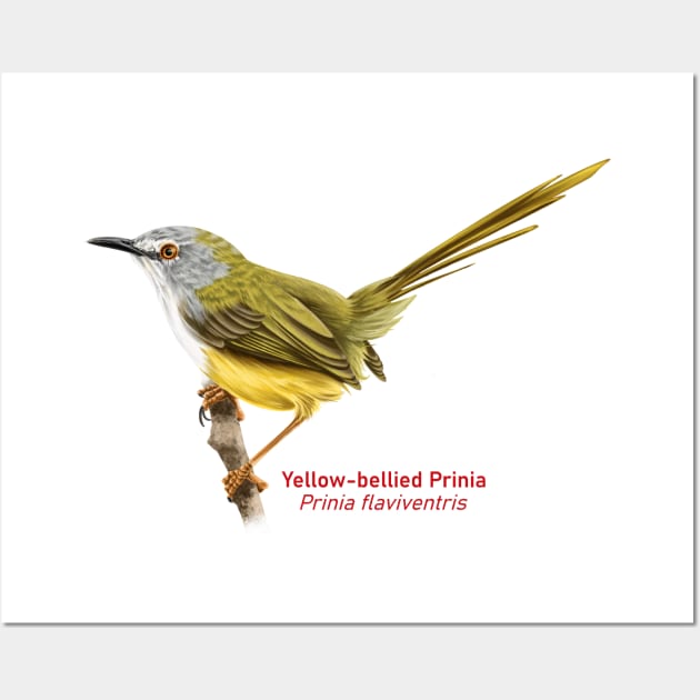 Yellow-bellied Prinia | Prinia flaviventris Wall Art by bona 